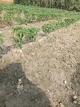 Snapshot of Shivanisingh4 chatting on 03.29.26 Shivanisingh4 online show from 03.29.26