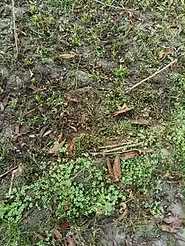 Snapshot of Shivanisingh4 chatting on 03.30.26 Shivanisingh4 online show from 03.30.26