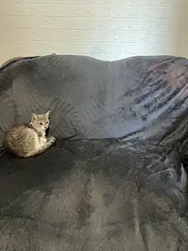 AlisRoxy online show from 02.22.26