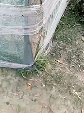 Tanla akter online show from 03.04.26