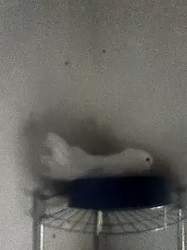 hydra0613 online show from 02.22.26