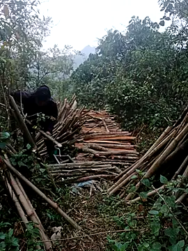 nelina 12345 online show from 04.15.26