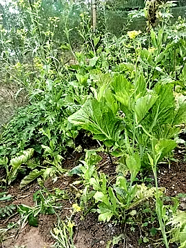 ngocbao11 online show from 02.26.26