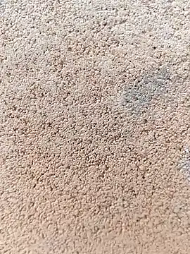 darwinmodell online show from 04.24.26