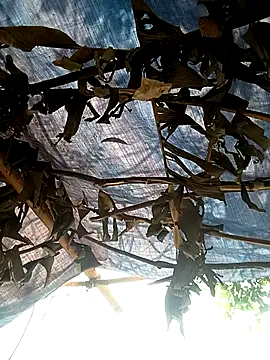 Mizu-hotshow online show from 04.11.26