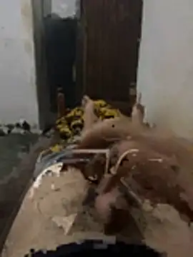 Polomoro23 online show from 03.27.26