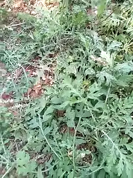 new sexy couple online show from 03.13.26