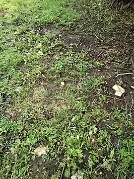 junedkhan99 online show from 04.04.26