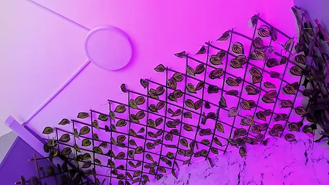 LilaVelvet online show from 06.02.26