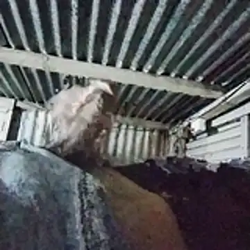 PUNEPLAYBOY2 online show from 04.20.26