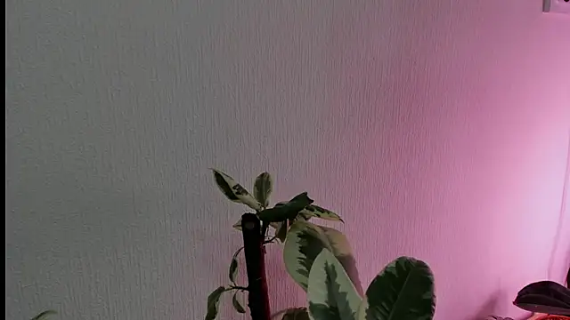 Snapshot of BowToYourWeakness chatting on 02.08.25 BowToYourWeakness online show from 02.08.25