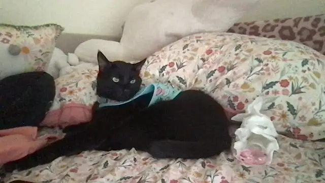 HYPHYtype online show from 09.09.25