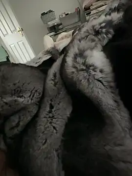 Furdale online show from 02.14.26