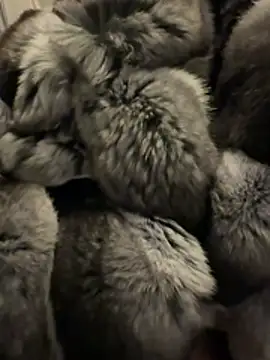 Furdale online show from 02.18.26