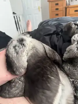 Furdale online show from 04.25.26