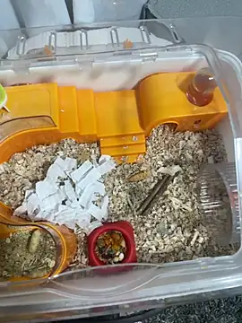 Im sophiie online show from 02.15.26