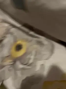 sweetmystery1 online show from 03.13.25