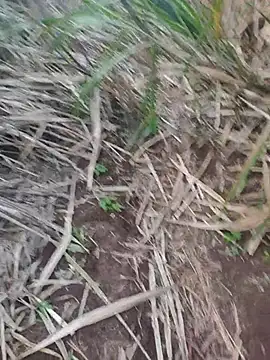 india cobra online show from 10.25.25