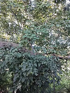 Rinku5553 online show from 10.12.25