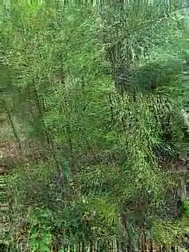 Gopal1243 online show from 10.21.25