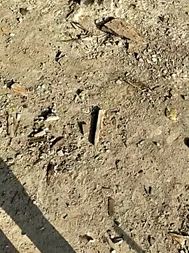 Gopal1243 online show from 01.08.26