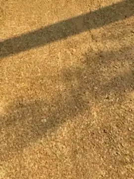 Gopal1243 online show from 04.12.26