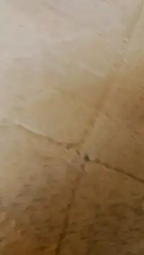 LULE37587001 online show from 02.20.26